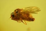 Fossil Fly (Diptera) In Jewelry Quality Baltic Amber #159824-2